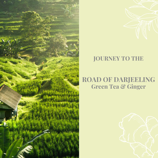 Journey To The Route Of Darjeeling - Ginger Green Tea