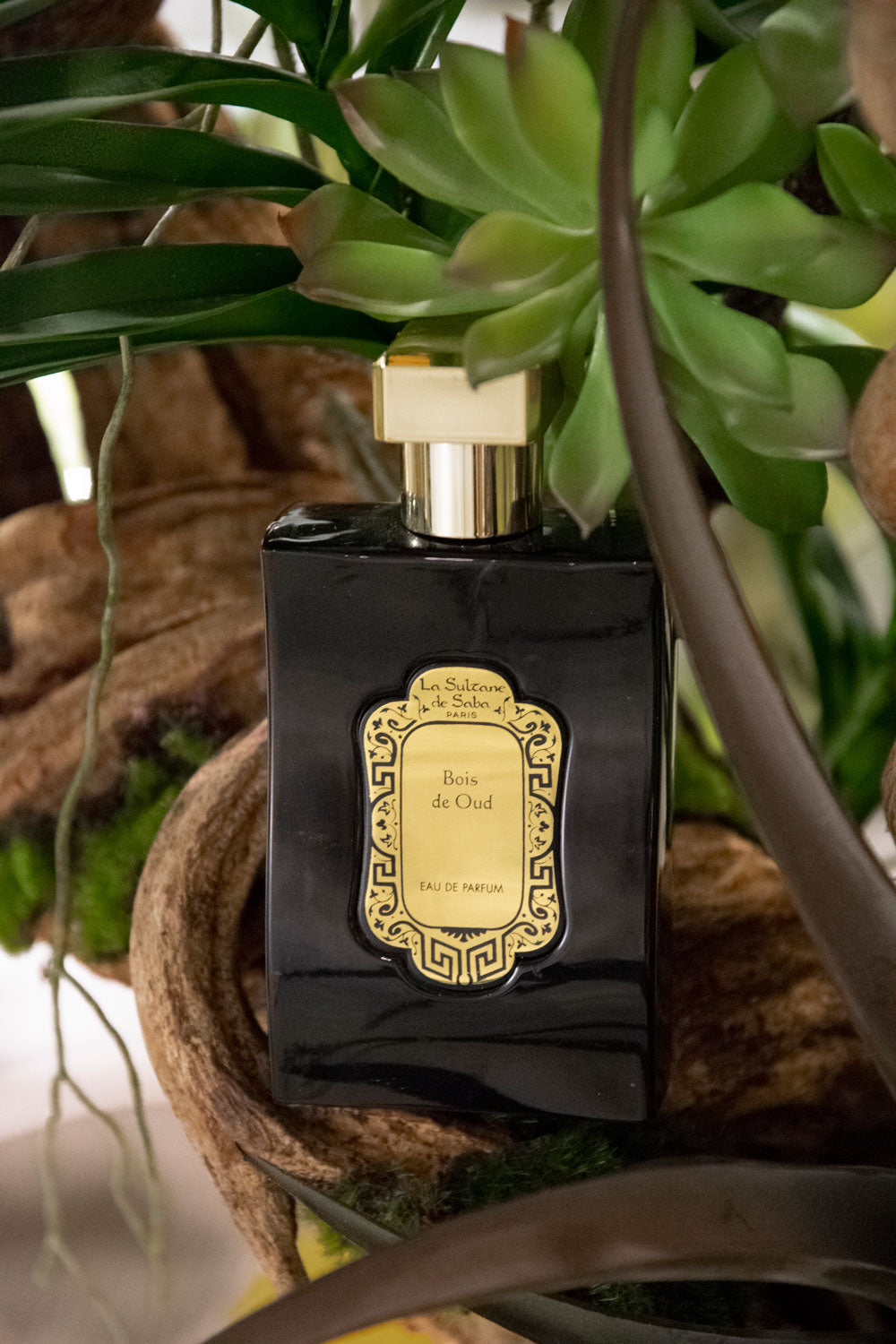 Perfume - Bois de Oud - Oud Wood